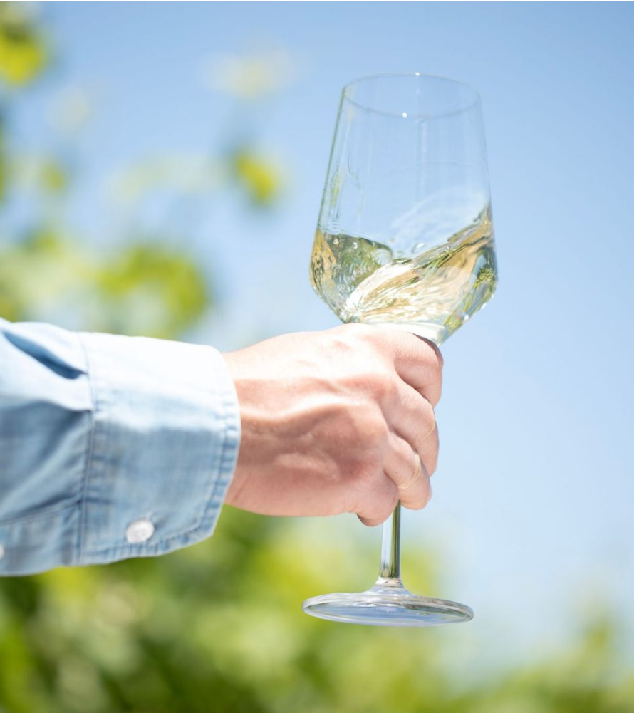 A hand holds a glass of white wine in the sun with vines in the background